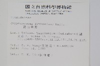 高山珠蕨藏品圖，第2張