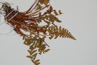 岩蕨藏品圖，第3張