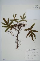 玉山茀蕨藏品圖，第1張