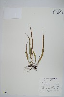 擬鱗瓦葦藏品圖，第1張