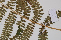 對生蹄蓋蕨藏品圖，第3張