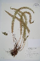 芽胞耳蕨、芽孢耳蕨藏品圖，第1張