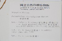 芽胞耳蕨、芽孢耳蕨藏品圖，第2張