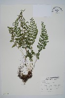 蓬萊蹄蓋蕨藏品圖，第1張