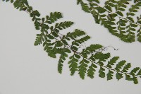 蓬萊蹄蓋蕨藏品圖，第2張