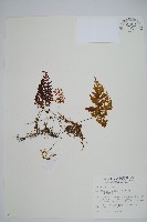 細葉蕗蕨藏品圖，第1張