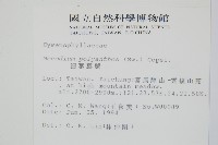 細葉蕗蕨藏品圖，第2張