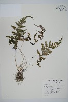 阿里山蹄蓋蕨藏品圖，第1張