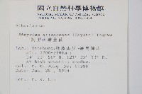 阿里山蹄蓋蕨藏品圖，第2張