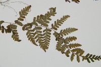 阿里山蹄蓋蕨藏品圖，第3張