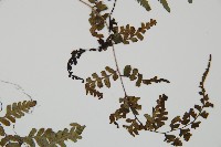 阿里山蹄蓋蕨藏品圖，第4張