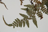 阿里山蹄蓋蕨藏品圖，第5張