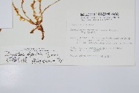 腺鱗毛蕨藏品圖，第2張