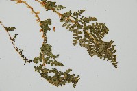 腺鱗毛蕨藏品圖，第3張