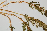 腺鱗毛蕨藏品圖，第4張