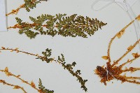 腺鱗毛蕨藏品圖，第5張