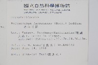 高山耳蕨藏品圖，第2張