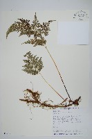 高山金粉蕨藏品圖，第1張