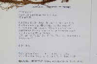 高山金粉蕨藏品圖，第2張