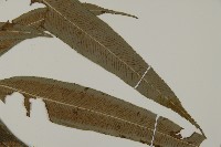華鳳丫蕨藏品圖，第2張