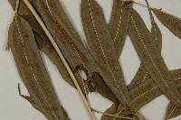 華鳳丫蕨藏品圖，第3張