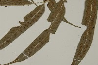 華鳳丫蕨藏品圖，第4張