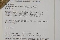 華鳳丫蕨藏品圖，第2張