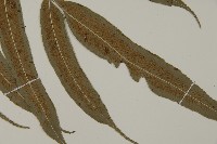 華鳳丫蕨藏品圖，第3張