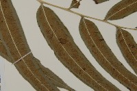 華鳳丫蕨藏品圖，第4張