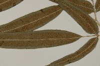 華鳳丫蕨藏品圖，第5張