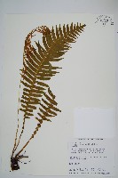 耳形瘤足蕨藏品圖，第1張