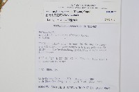 台灣小膜蓋蕨藏品圖，第2張