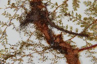 台灣小膜蓋蕨藏品圖，第3張