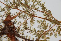 台灣小膜蓋蕨藏品圖，第4張