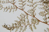 台灣小膜蓋蕨藏品圖，第5張