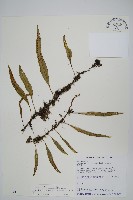 骨牌蕨藏品圖，第1張