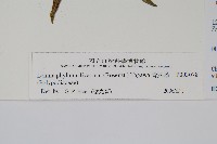 骨牌蕨藏品圖，第2張