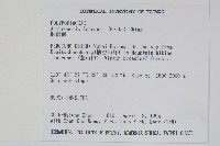 肢節蕨藏品圖，第2張