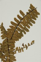 生芽鐵角蕨藏品圖，第3張