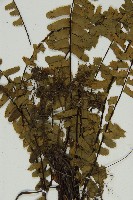 生芽鐵角蕨藏品圖，第4張