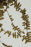 生芽鐵角蕨藏品圖，第5張