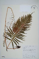 倒葉瘤足蕨藏品圖，第1張