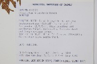 鋸葉耳蕨藏品圖，第2張