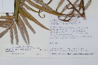 台灣瘤足蕨藏品圖，第2張