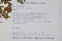 柄囊蕨藏品圖，第2張
