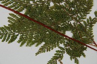 碗蕨藏品圖，第3張