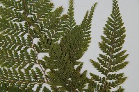 碗蕨藏品圖，第4張