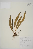 劍葉鐵角蕨、箭葉鐵角蕨藏品圖，第1張