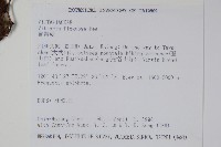 書帶蕨藏品圖，第2張