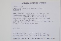 反捲葉石松藏品圖，第2張